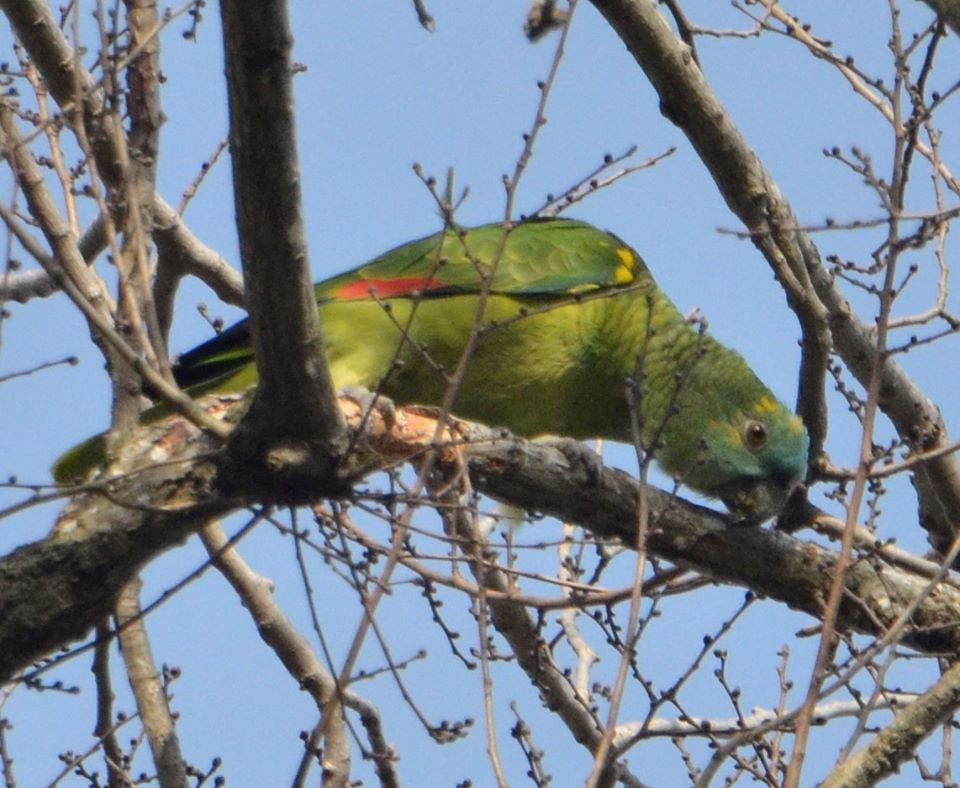 Turquoise-fronted Parrot - ML218293201