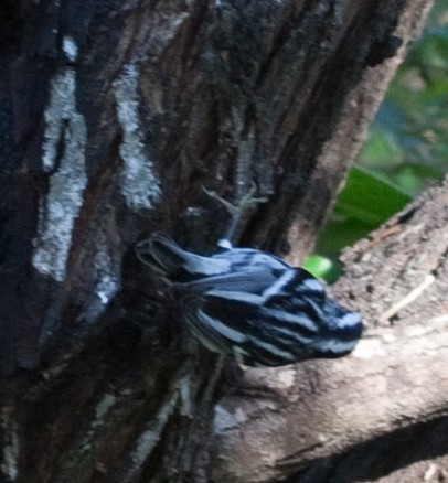 Black-and-white Warbler - ML218293911