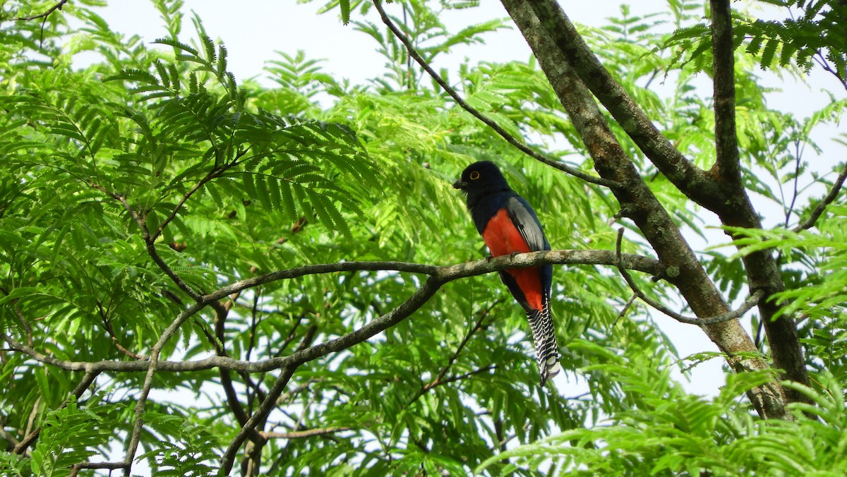 Blue-crowned Trogon - ML218295211