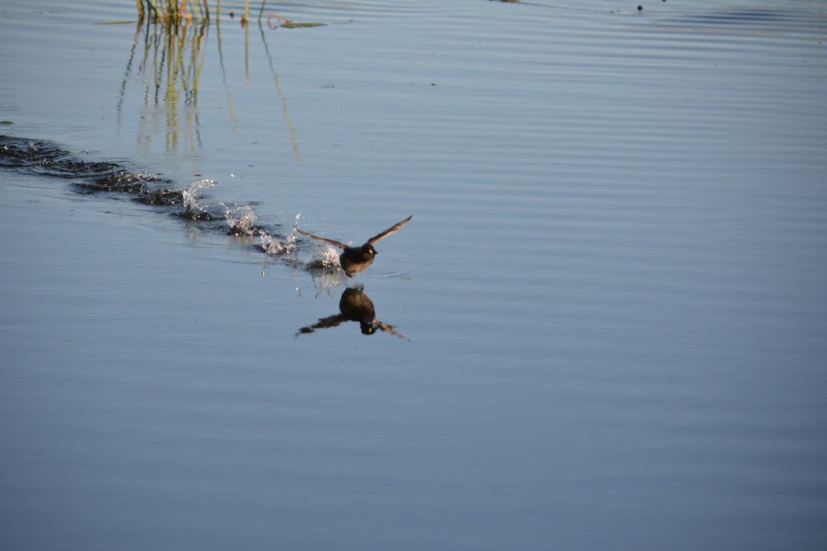 Little Grebe - ML218296791