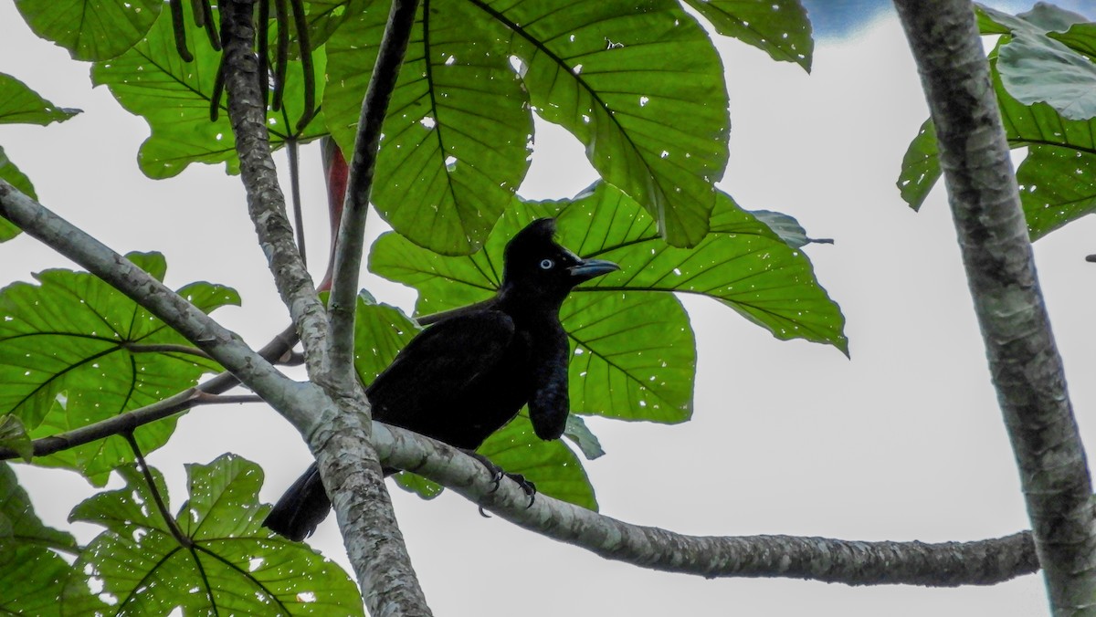 Amazonian Umbrellabird - ML218297001