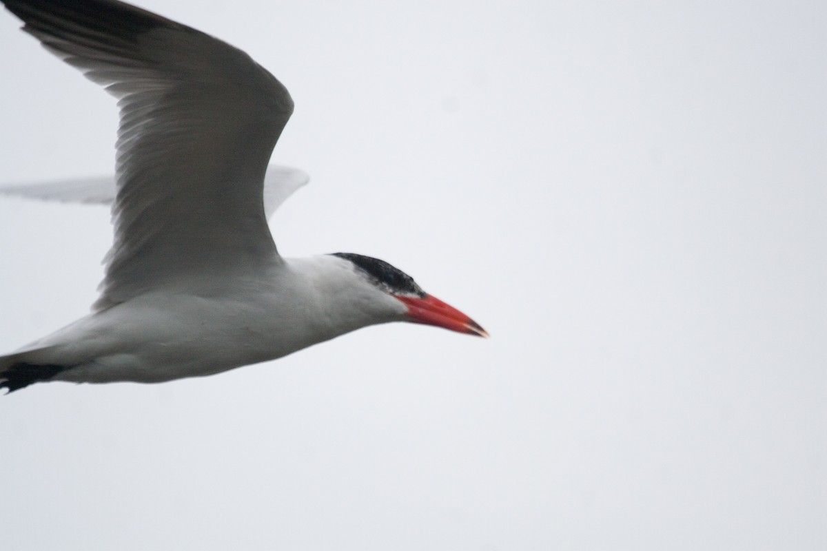 Caspian Tern - Jason Forbes