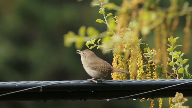 House Wren (Northern) - ML218301161