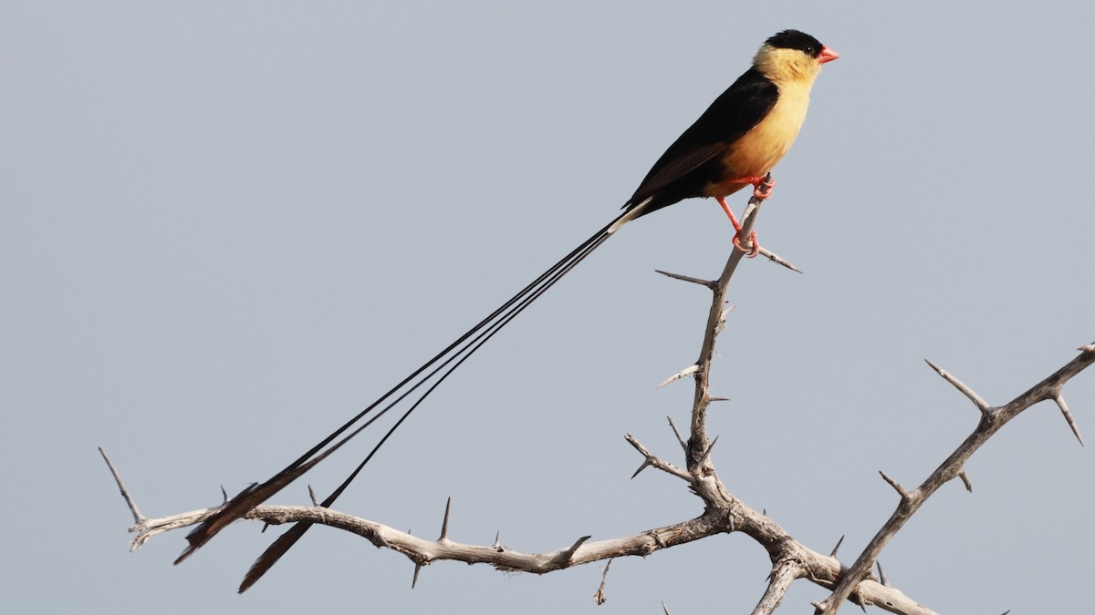 Shaft-tailed Whydah - Bez Bezuidenhout