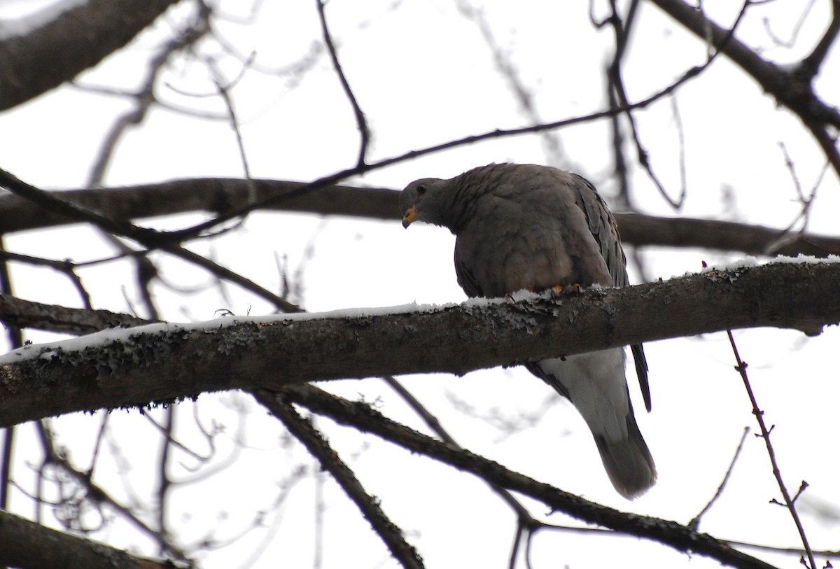 Band-tailed Pigeon - David M. Bell