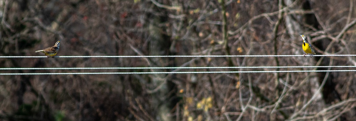 Eastern Meadowlark - Alex Shipherd