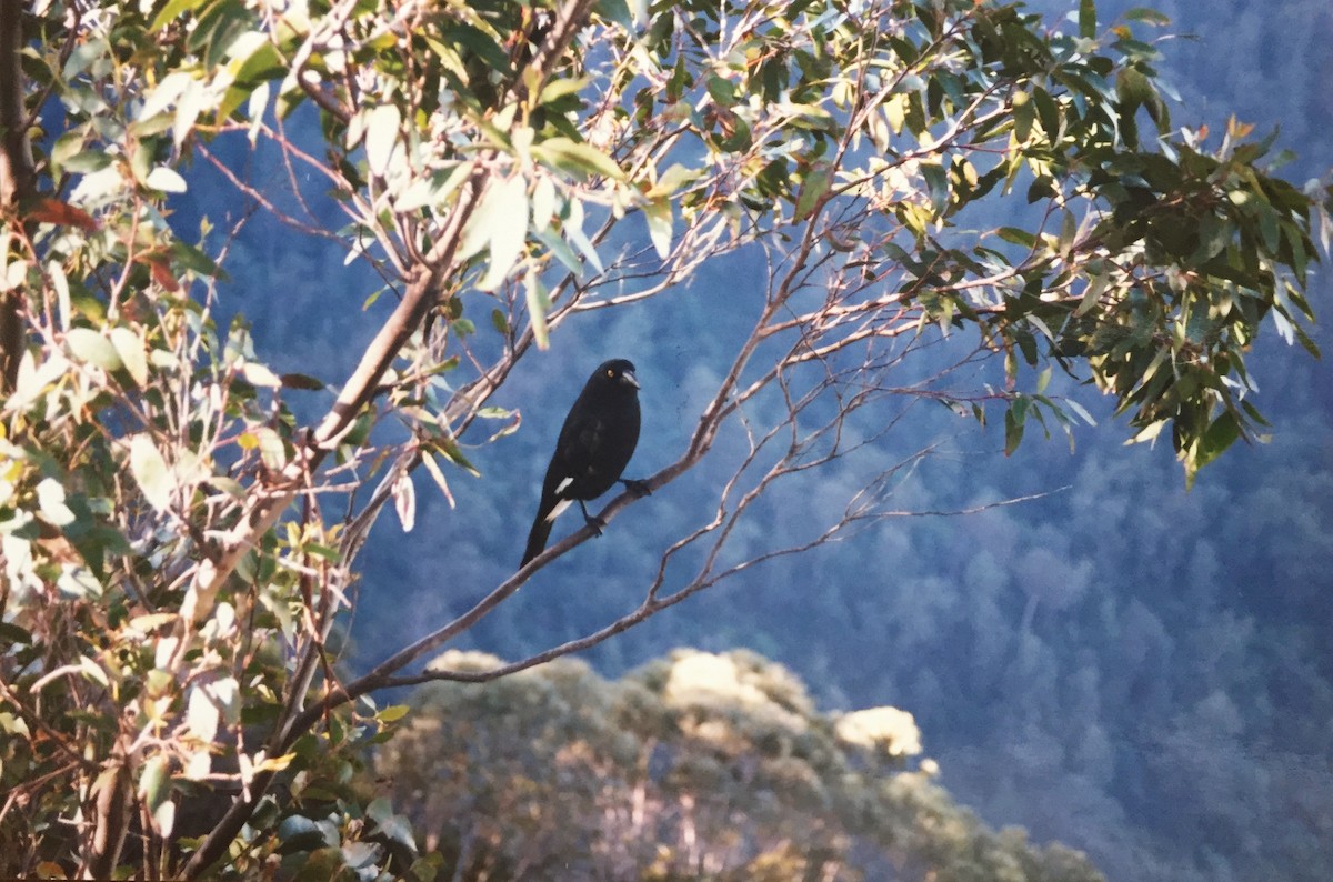 Pied Currawong - ML218303621