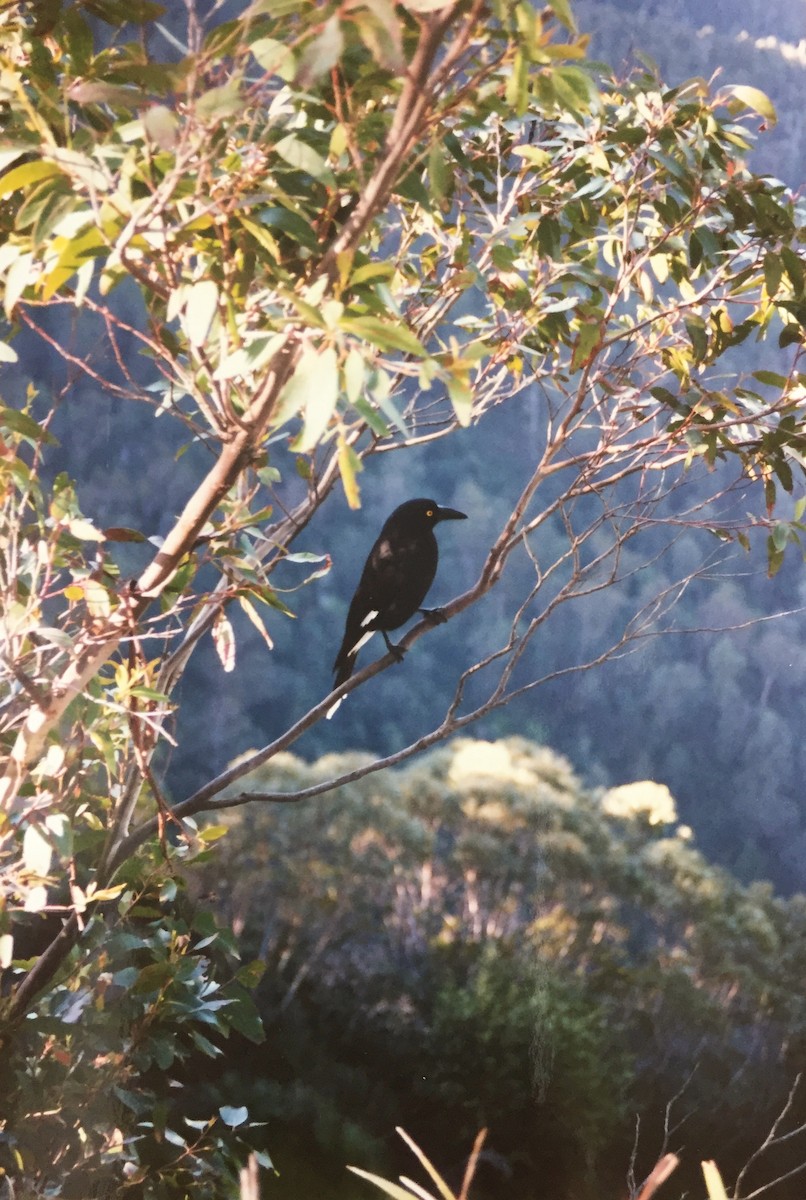Pied Currawong - ML218303631