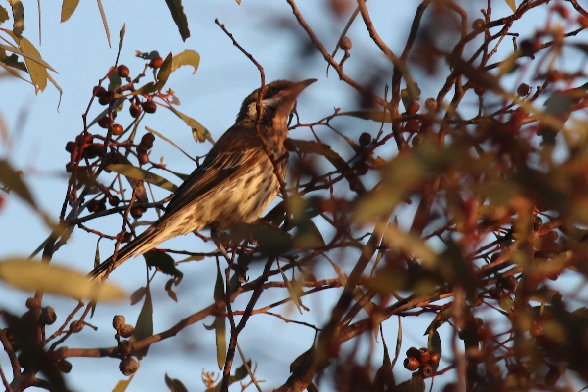 Spiny-cheeked Honeyeater - ML218305111