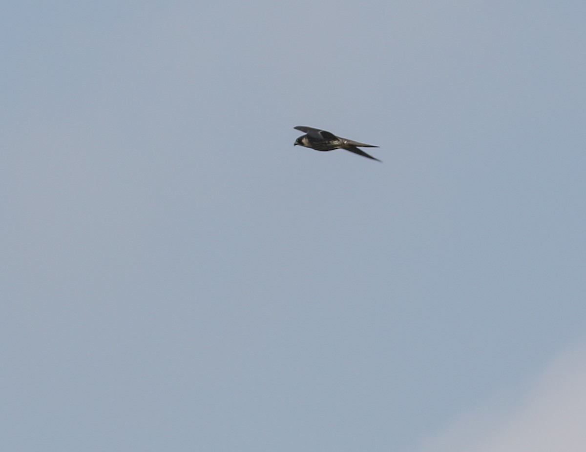 Peregrine Falcon - Laura Snider