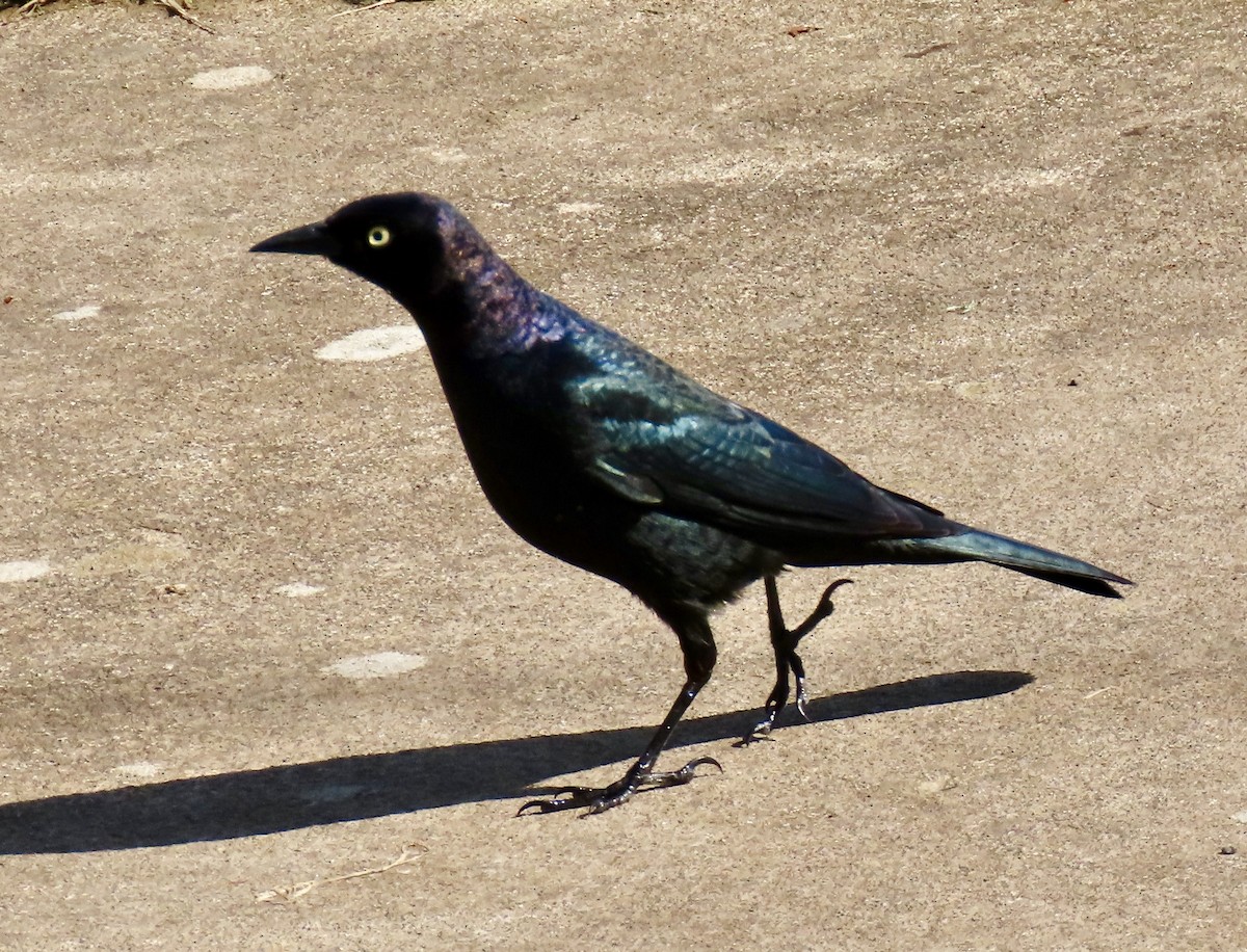 Brewer's Blackbird - ML218306431