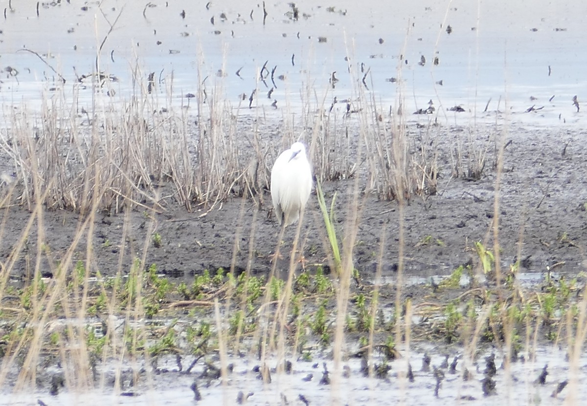 Little Egret - ML218306961