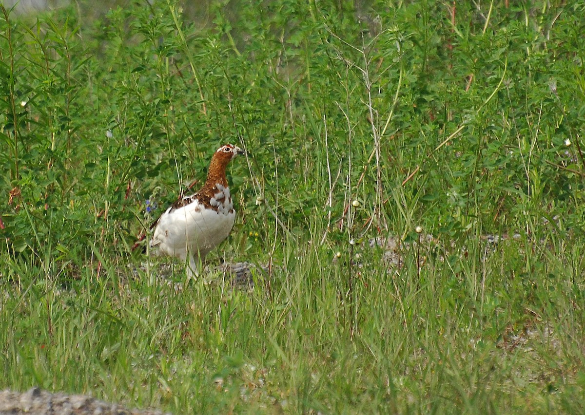 Willow Ptarmigan - ML21830881