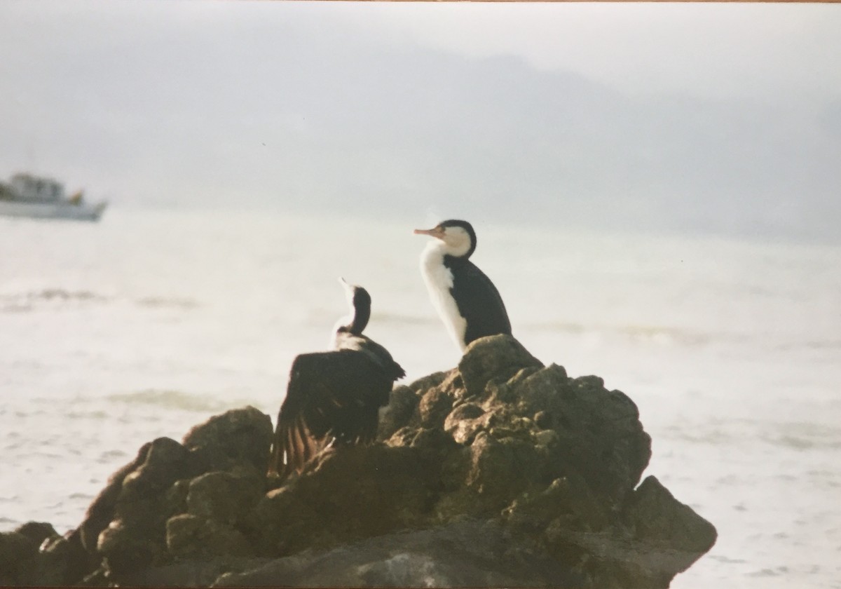 Pied Cormorant - ML218310681