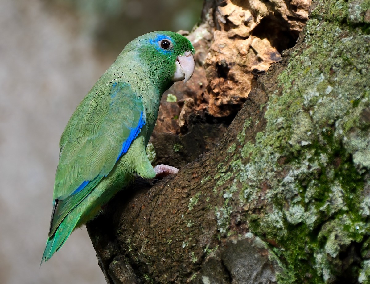 Spectacled Parrotlet - Mike Melton