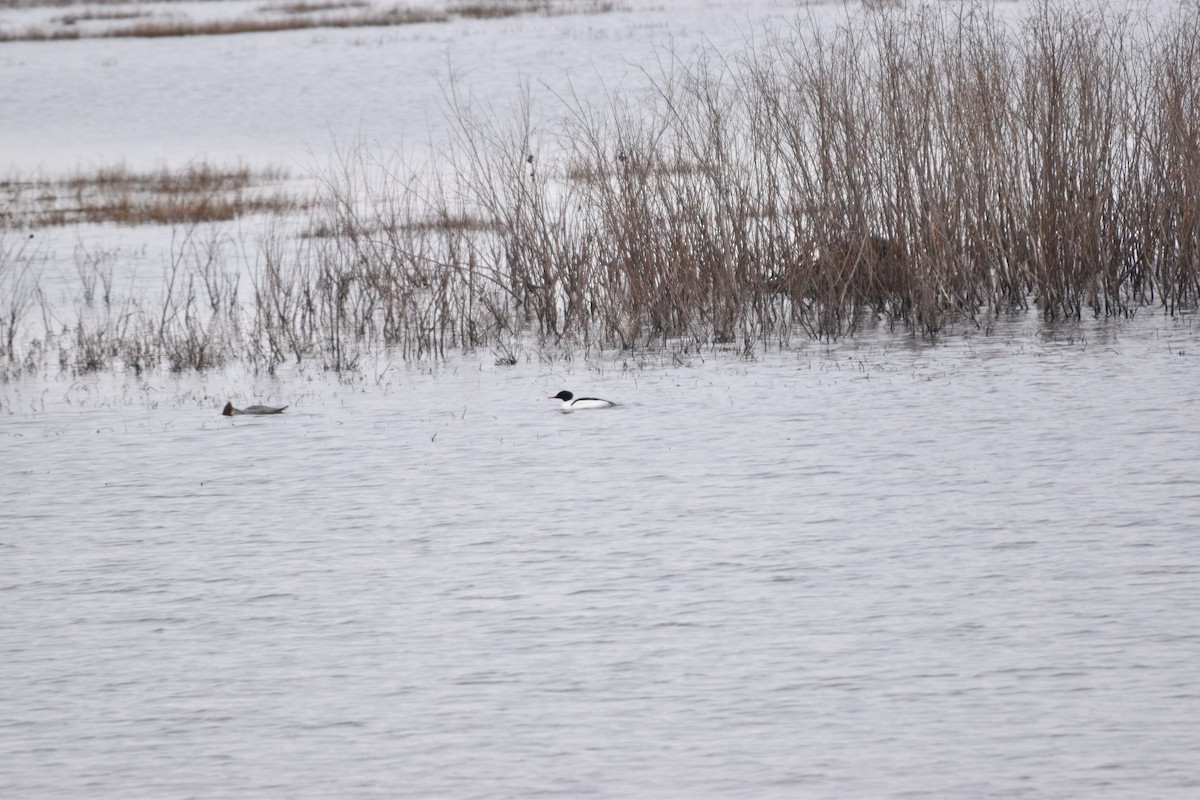 Common Merganser - ML218311811