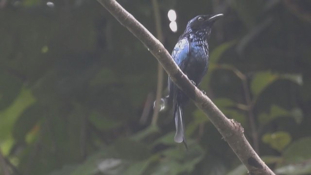 Drongo bronzé - ML218313121