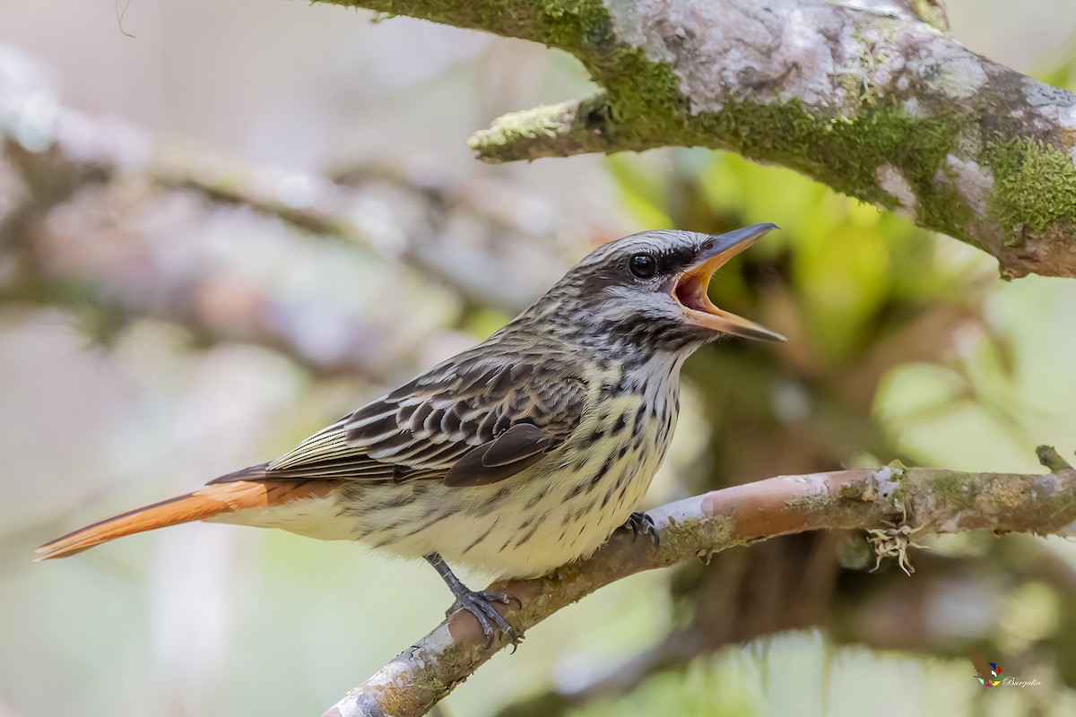 Sulphur-bellied Flycatcher - ML218314041