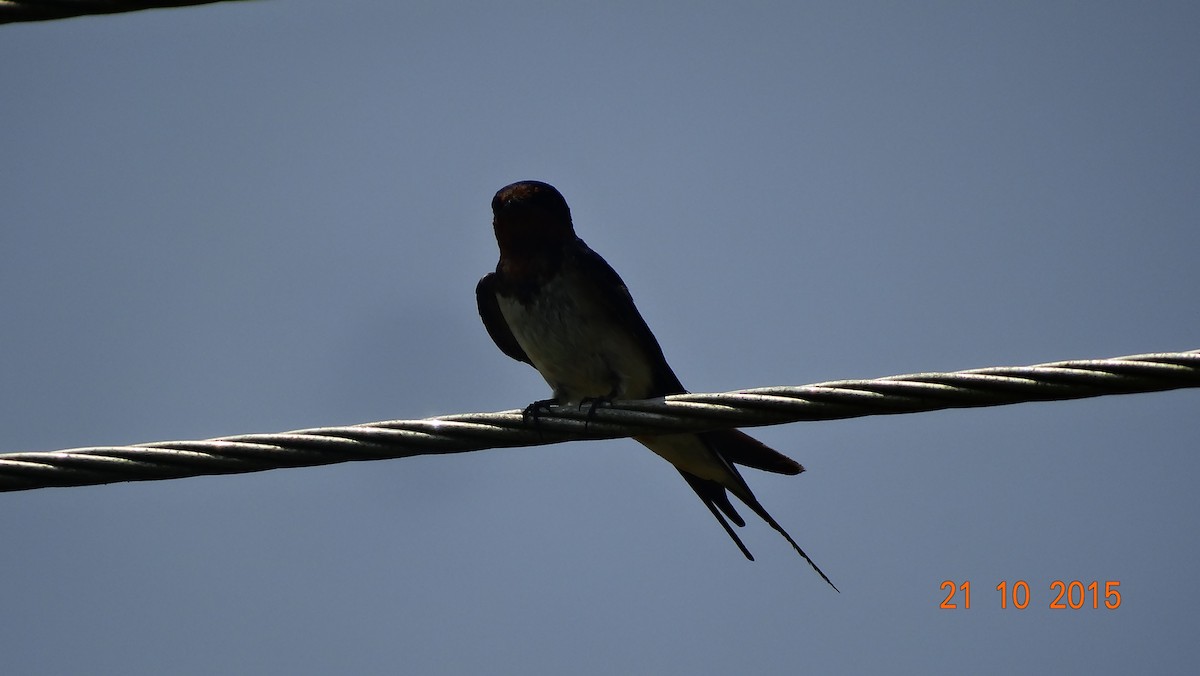 Barn Swallow - ML21831761