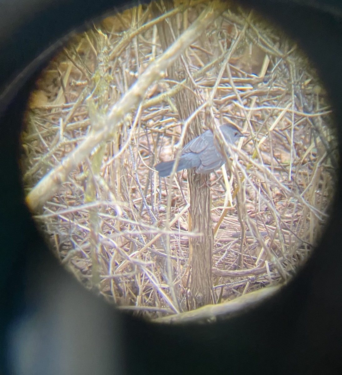 Gray Catbird - ML218318871