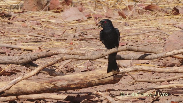 Drongo brillant (divaricatus/lugubris) - ML218321141