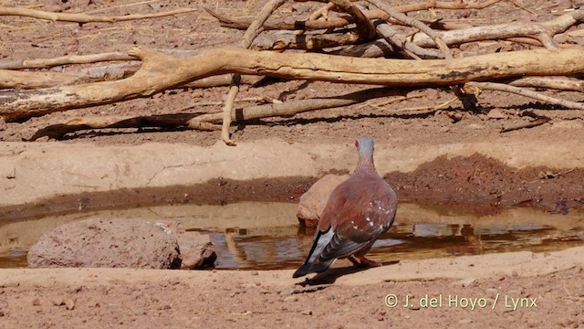 Pigeon roussard - ML218321411