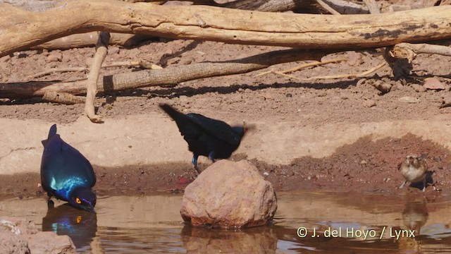 Greater Blue-eared Starling - ML218322151