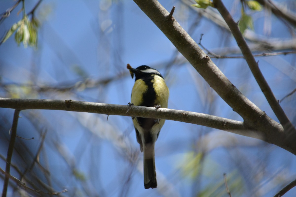 Great Tit - ML218322951