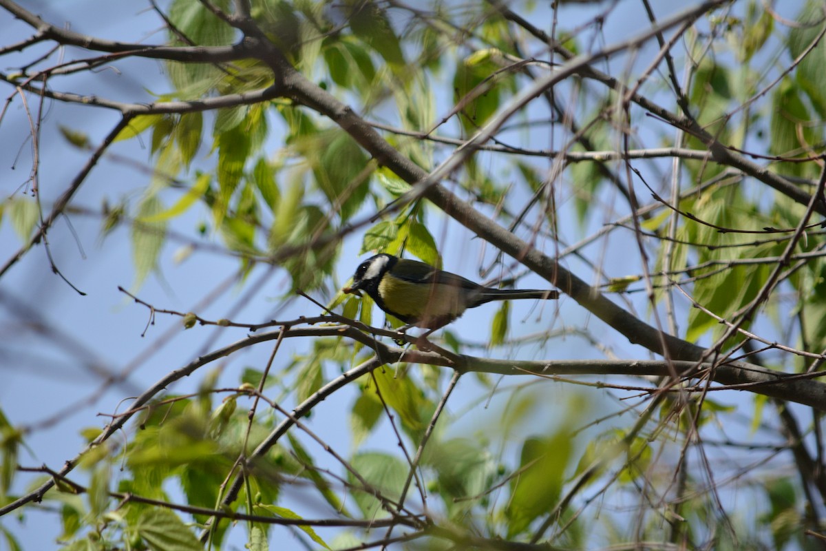 Great Tit - ML218322971