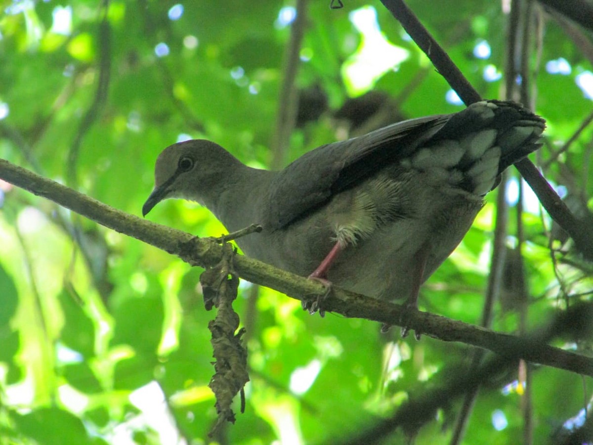 Gray-chested Dove - ML218323471