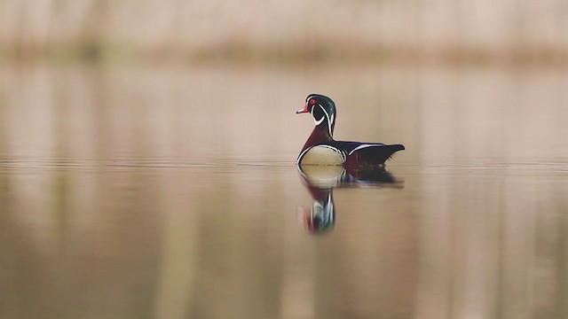 Wood Duck - ML218324801