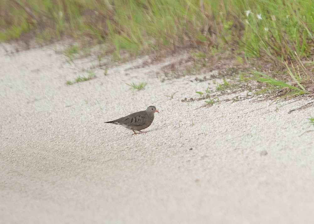 Common Ground Dove - ML218327301