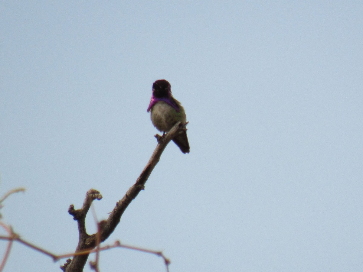 Costa's Hummingbird - ML218330571