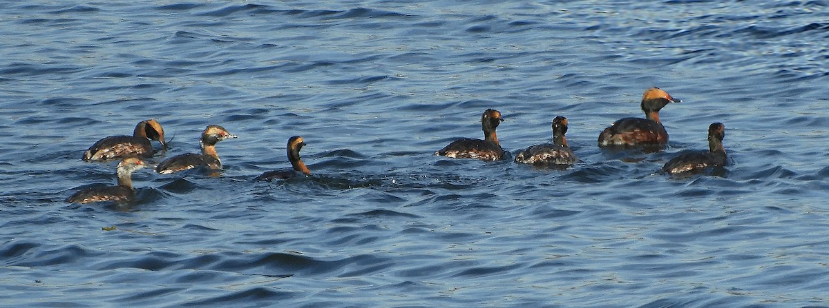 Horned Grebe - ML218331421