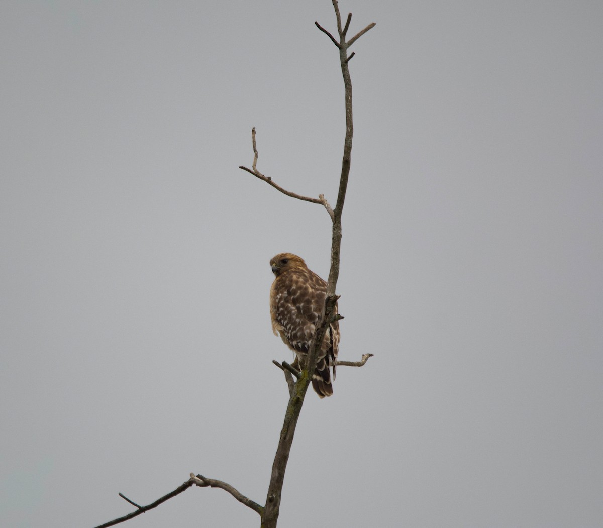 Red-shouldered Hawk - Brian O'Connor