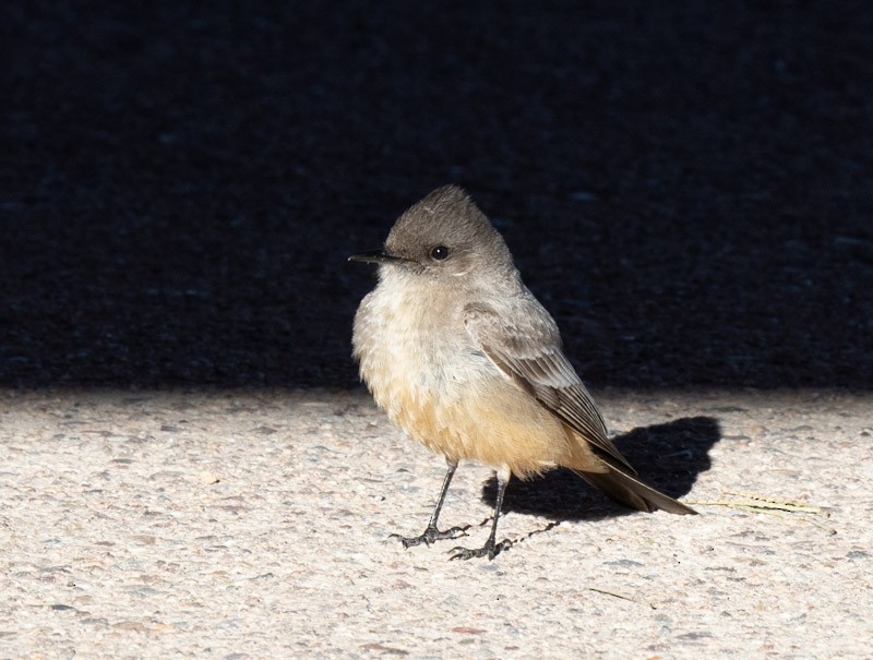 Say's Phoebe - Phillip Tor