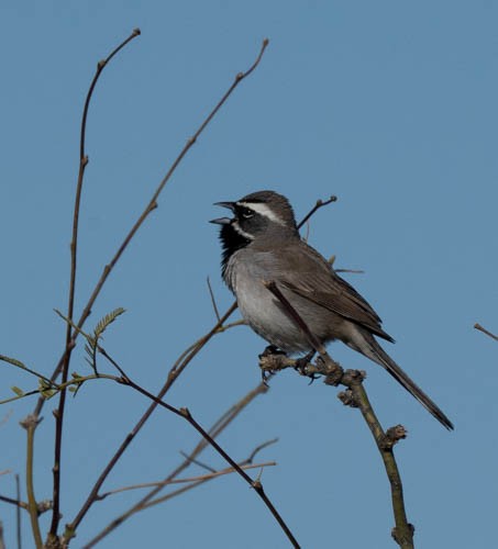Black-throated Sparrow - Phillip Tor
