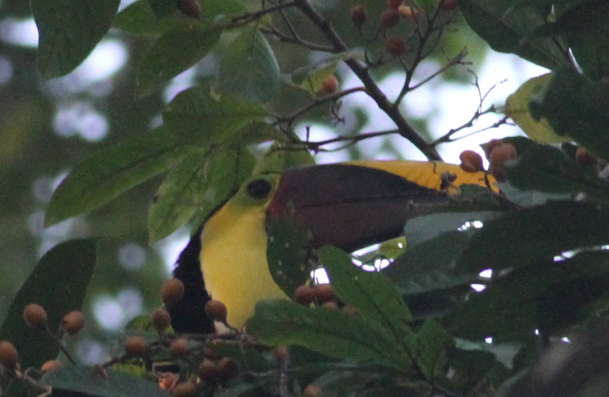 Yellow-throated Toucan - Dan Maxwell