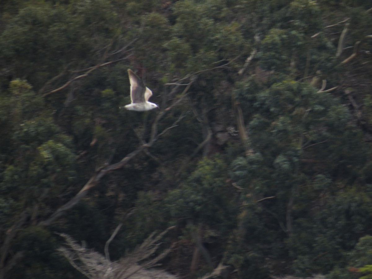 Kelp Gull - ML21833631