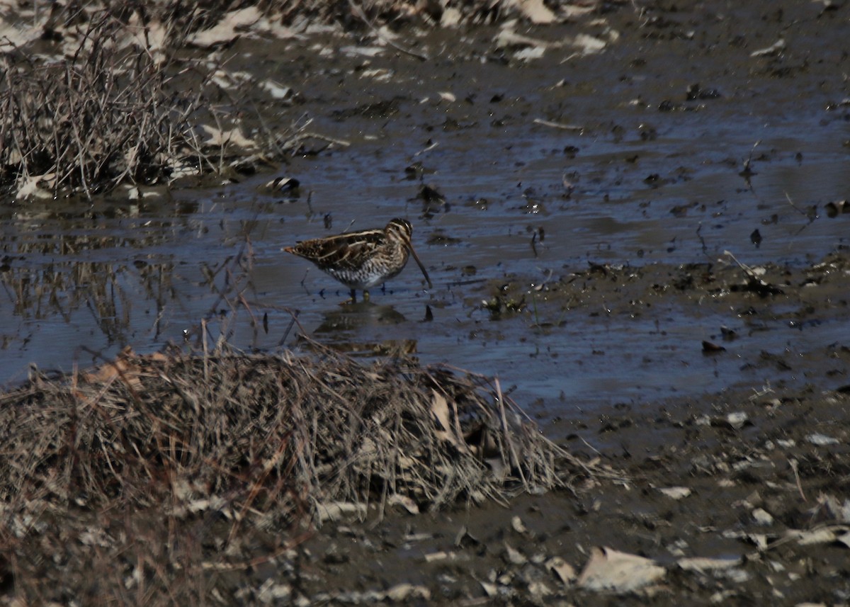 Wilson's Snipe - ML218338511