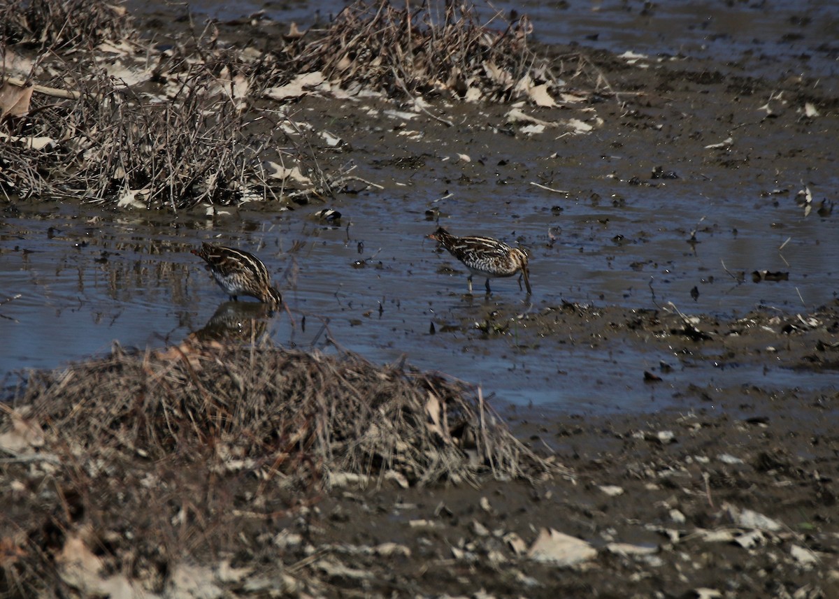 Wilson's Snipe - ML218338671