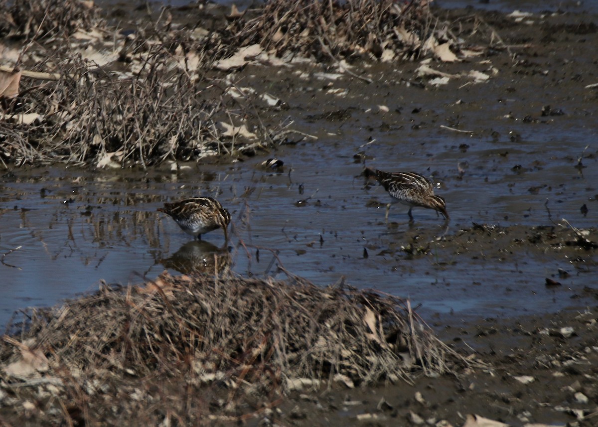 Wilson's Snipe - ML218339001