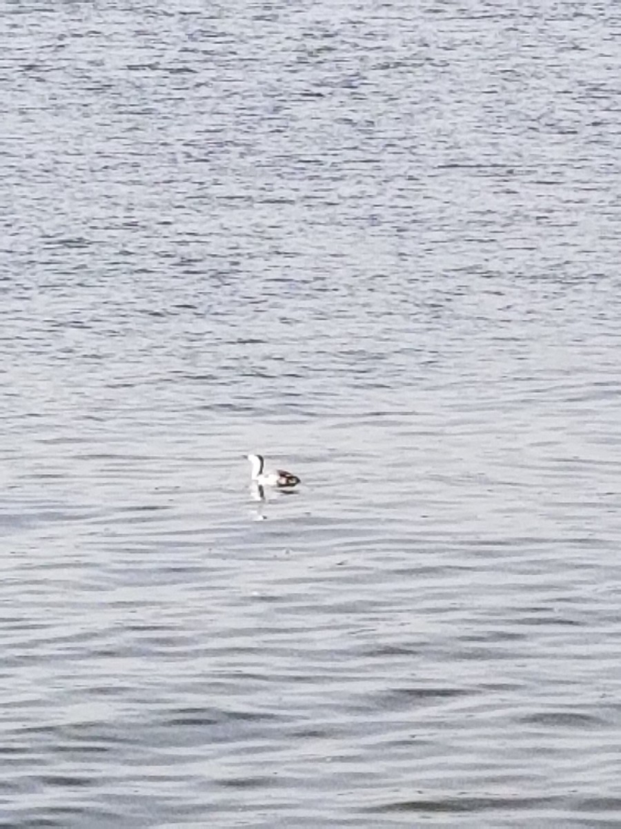 Red-throated Loon - ML218341251