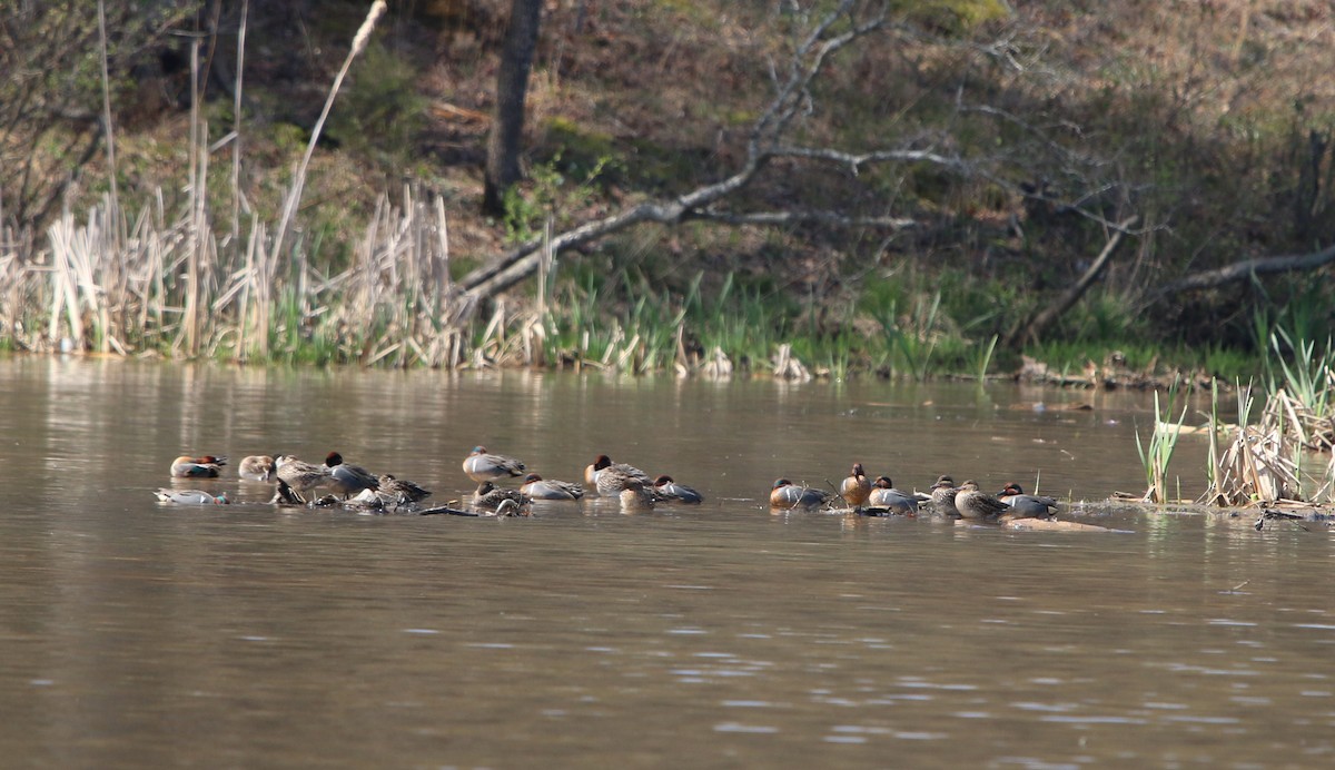 Green-winged Teal - ML218343381