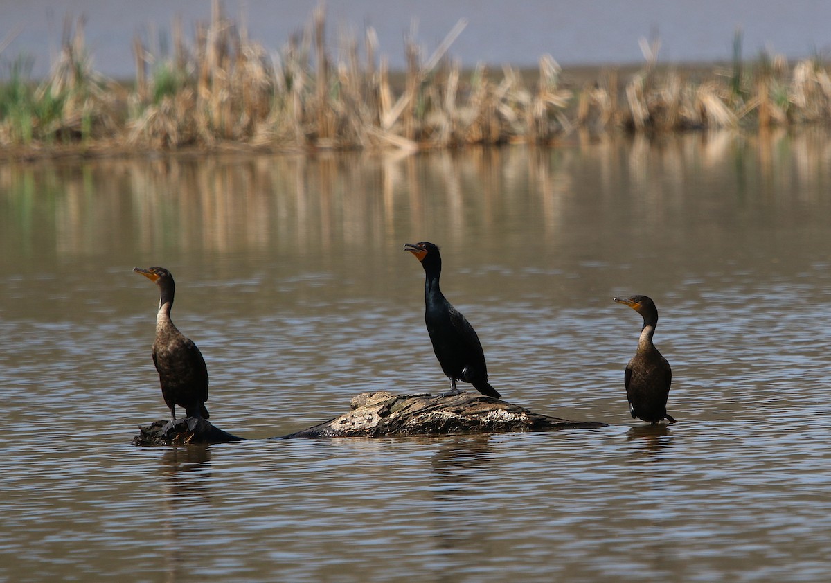 Double-crested Cormorant - ML218343401
