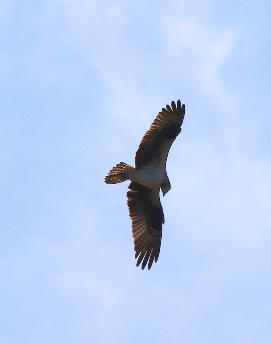 Águila Pescadora - ML218343481