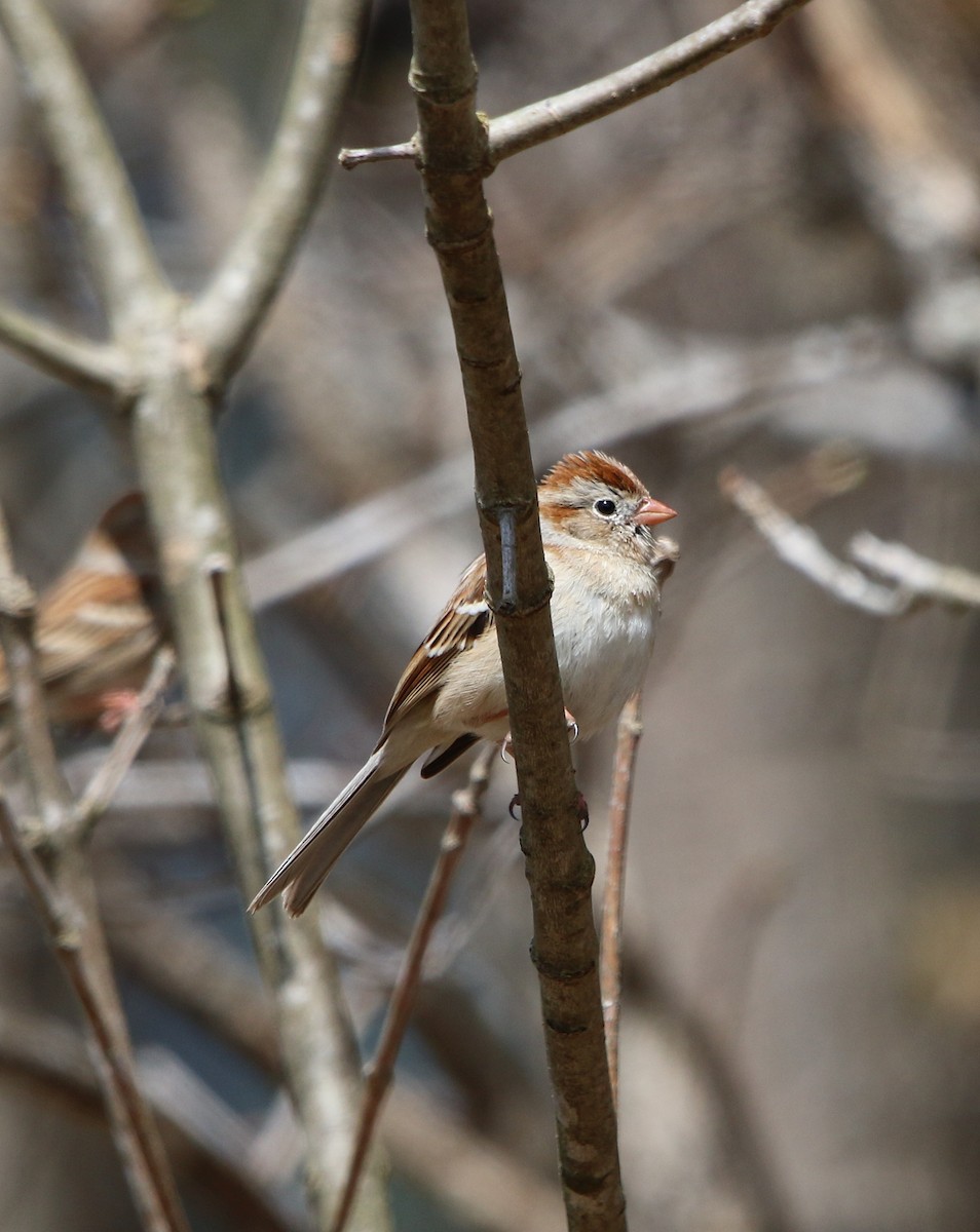 Field Sparrow - ML218343671