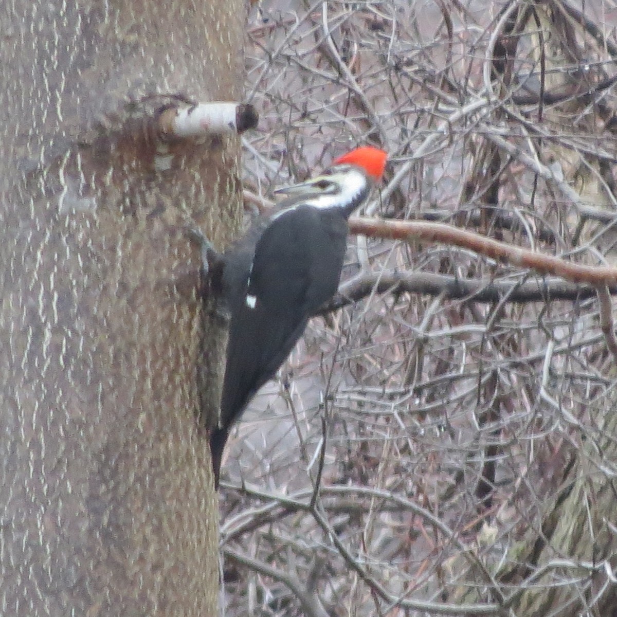 Pileated Woodpecker - ML218344641