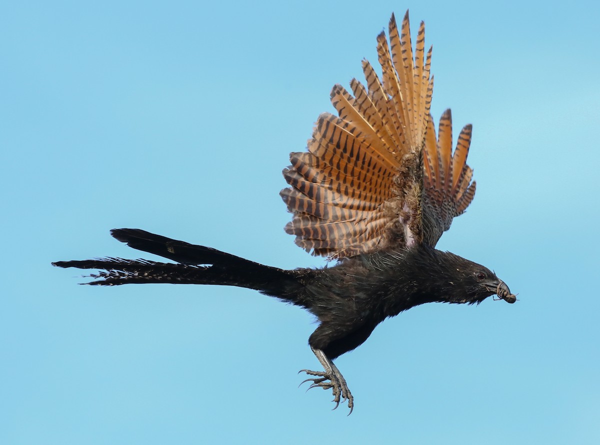 Pheasant Coucal - David Ongley