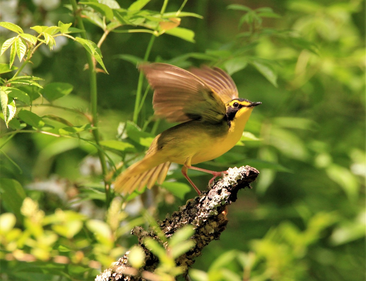 Kentucky Warbler - ML218347111